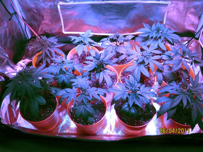The color balance has been manipulated in both images to make the leaves look green under the heavy red/blue of the lights.