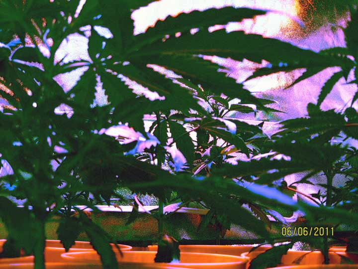 There is a lot of growth and development under the canopy. They presently range in height from 9-12 inches.