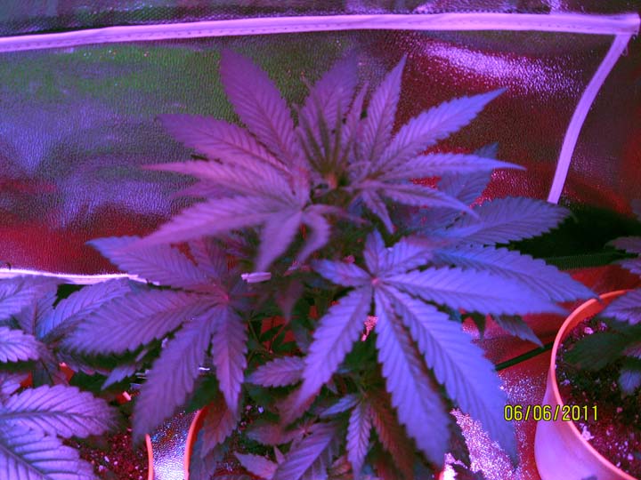 ...was the first to sprout and has led the way from the beginning. It appears to be an Indica Sativa mix and is about 12 inches tall.