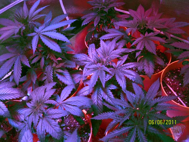 I move the plants every 24 hours so they get balanced light spectra from the LEDs. The plant in the  corner today will move over and up one position tomorrow. If you look closely, you'll notice that the plants are showing their genetic identities. The plant at bottom right appears to be mostly Sativa, while the plant at bottom left looks like it is mostly Indica. The others appear to be hybrids, somewhere between the two.