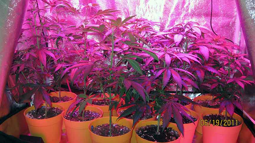 I'm still hoping for six females. I just ordered some feminized seeds of the strain Tangerine Dream from Barney's. They will be my next planting, and hopefully my last grow from seeds.