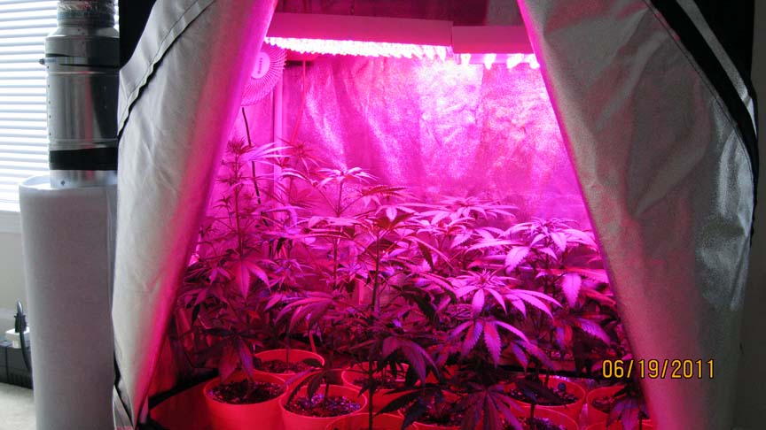 5-6 days into flowering now, and I have identified two potential male plants. I'll wait a little longer just to be sure. Several plants have really stretched their legs since the swithch to flowering and caught up to the lead plant. Two of them are the suspected males.