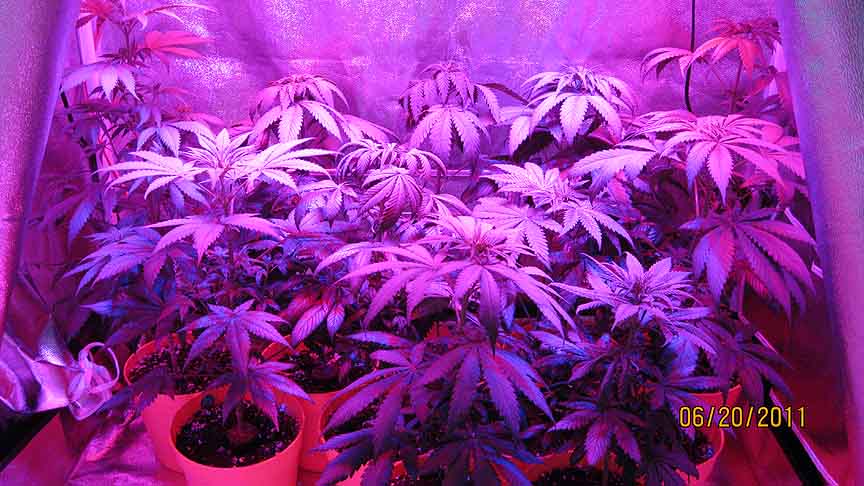 Identified and destroyed a male plant this morning, so I'm down to eleven. Unfortunately, it was the sativa. I'm still hoping for six females from the original 14.