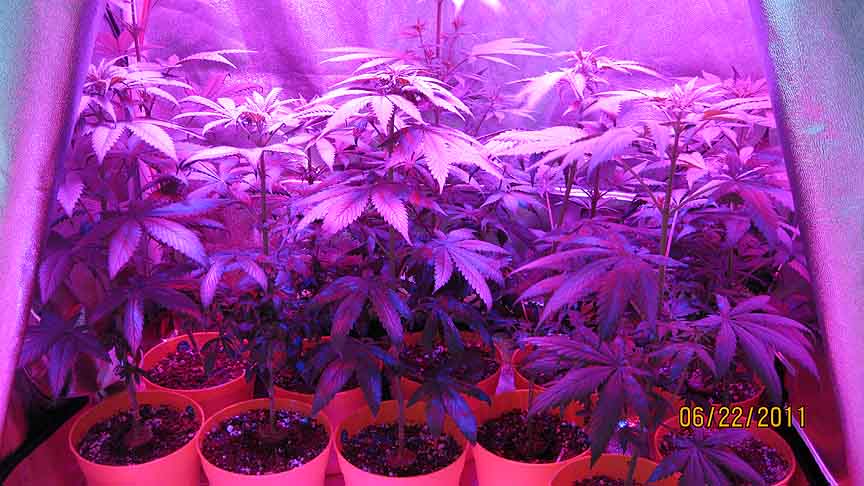 They seem to like the nutrients. All of them have grown significantly since going into flowering and receiving nutrients. The tallest is now 24 inches, and much to my delight, it is a female.