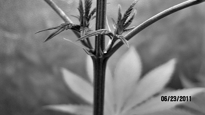 Look closely and you'll see the tender little hairs of a female early in flower.
