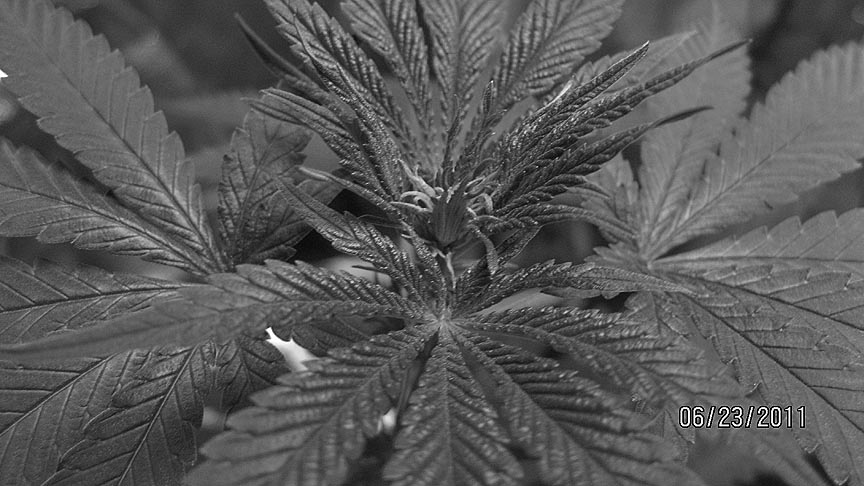 The beginning of a flower. Four male plants were identified this morning and destroyed. That leaves seven plants, of which five are females and two bashful unknowns. 
