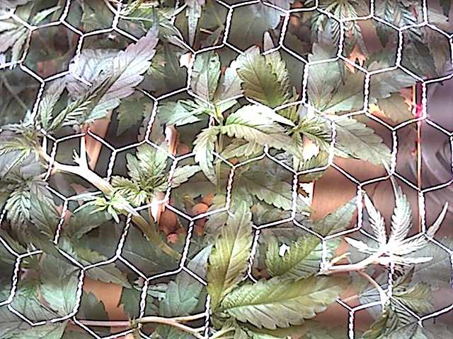 so when a top pops through push it back down, remove the big shade leaves and repeat. tops are what you want. sad to say but this bieng an experiment for me growing this way i broke off like 4 or 5 tops so far.