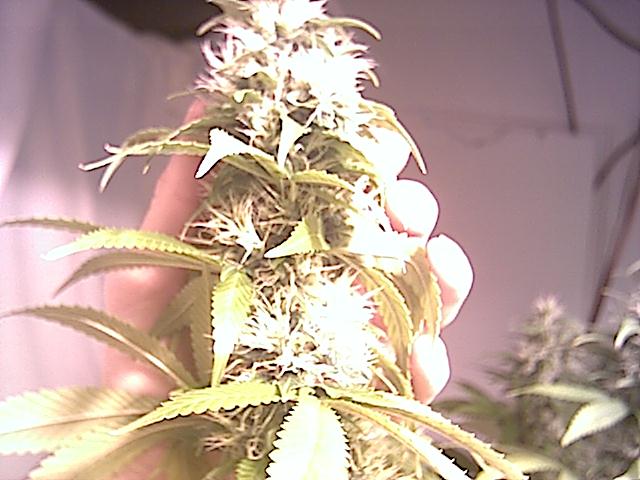 It takes alot of light to grow big buds like these. Dont forget a lot of care and patience. I spend around 2 hours a day in here. Mainly just organizing and controling the plant growth. Its also very important to keep the room clean. I dont like to sit in a dirty room and niether do my ladies.