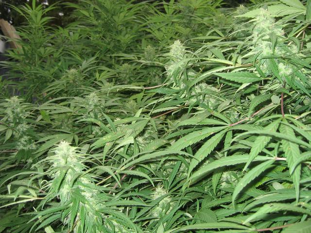 Colas in mid-september.  