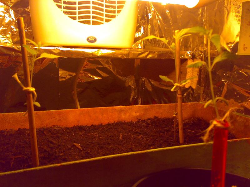 all three plant growing well with no signs of illness or overfeeding etc.