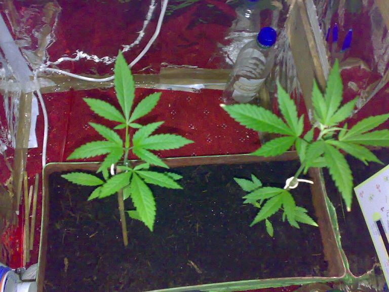 nice leaves hopefuly these will grow me some nice buds