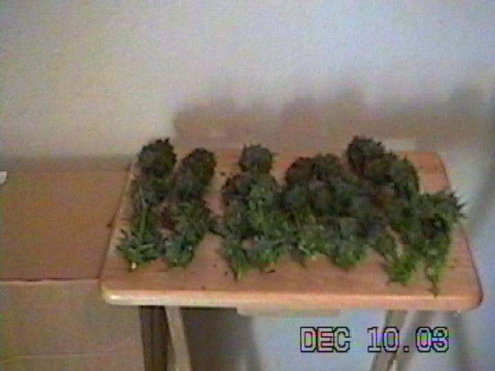 harvest off of one plant