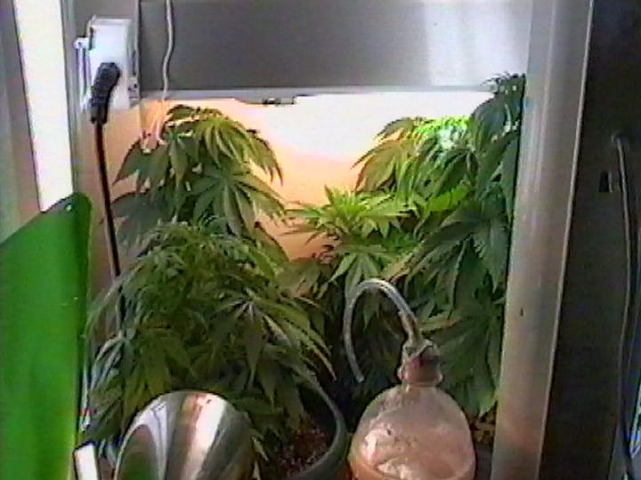 5 plants they all suffered major nute burn (dont use mircle grow)i had to do a tripple by pass..