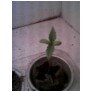 little one grow baby grow