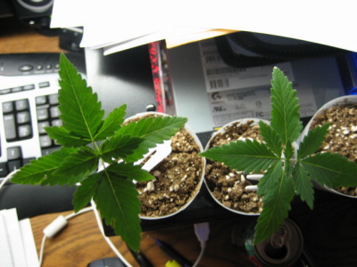 What out bigger ones look like.