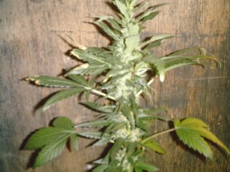 getting very nice now!  One month since first signs of bud