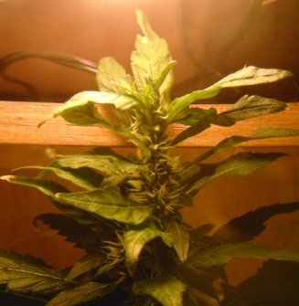 mmmmmm... cant wait!!