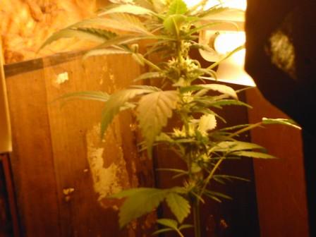 my whole plant...a lot nicer in person
