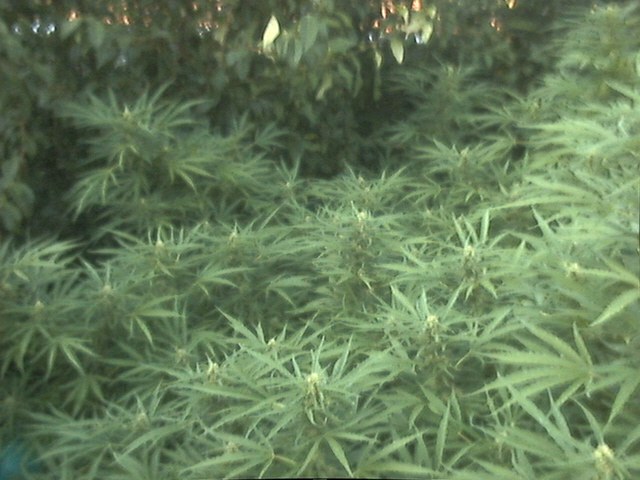 Flowering 8/31/03