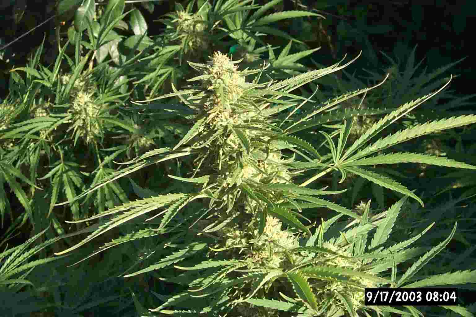 Widow bud 9/17/03