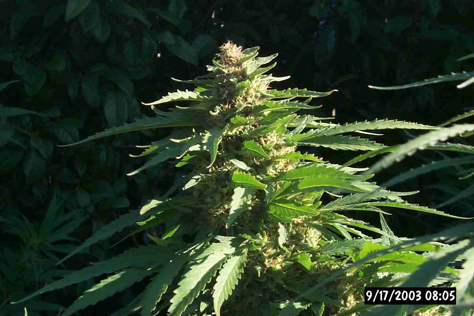 Indy bud 9/17/03