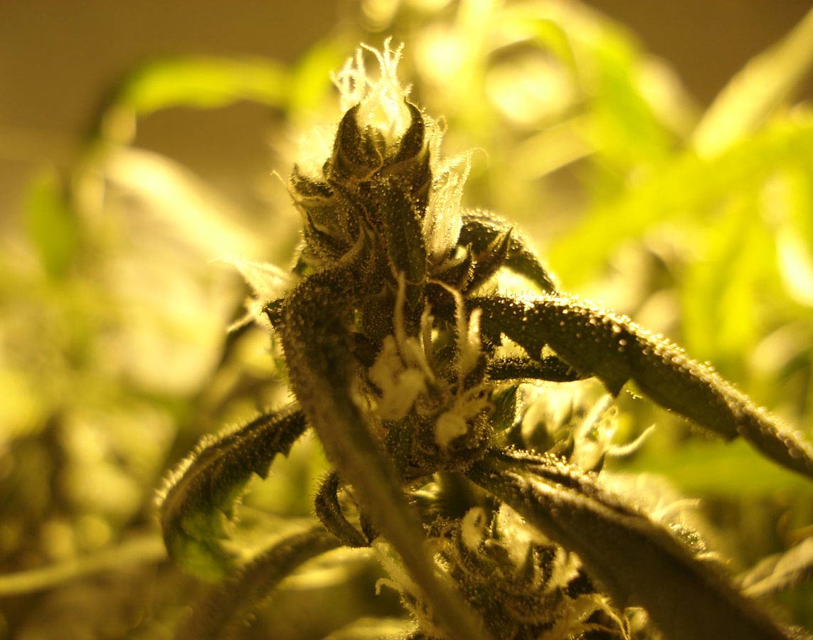 Day 105 - Random Nug Shot