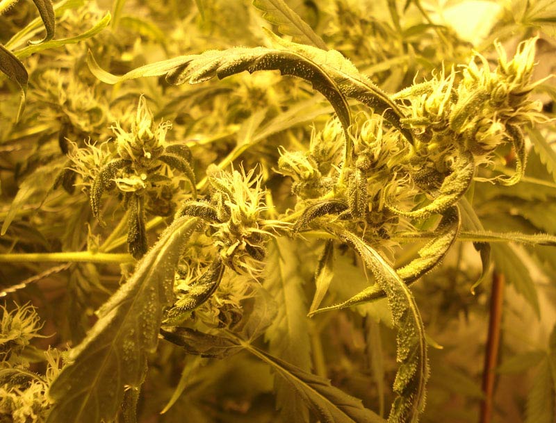 Just under new lights and hood, another nug shot.