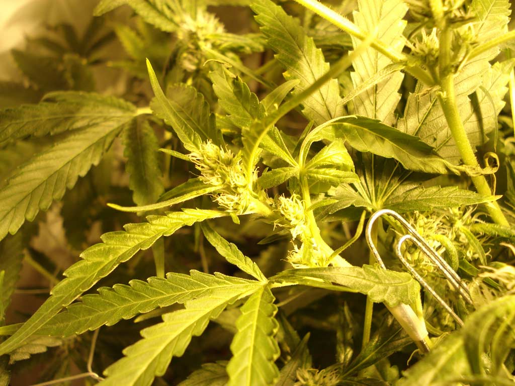 While getting used to how much strain they can take while bending under the chicken wire, a stem snapped... Unimpressed that this wasn't my first one and determined to save it, I made a cast out of scotch tape and a paper clip. NOTE: If there are any veins connecting the snapped bud to the plant, it CAN survive. Check later pics of this bud.