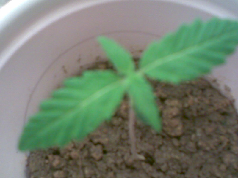 day 1