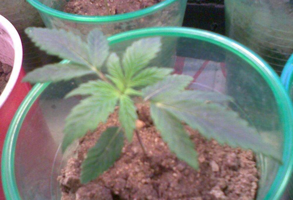 day 6