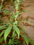hairy buds