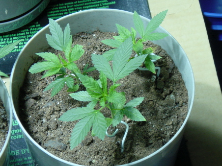 3 weeks