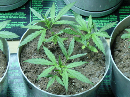 3 weeks