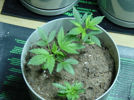 3 weeks