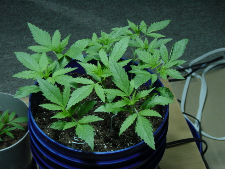 3 weeks