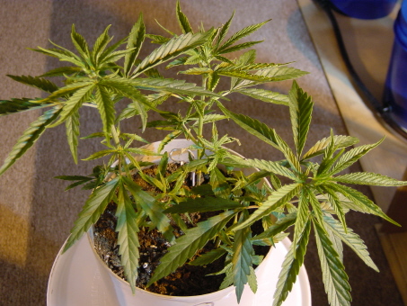 4 weeks