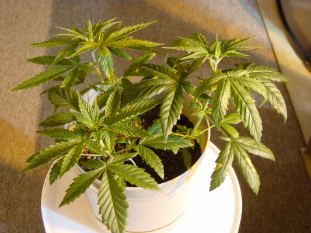 4 weeks