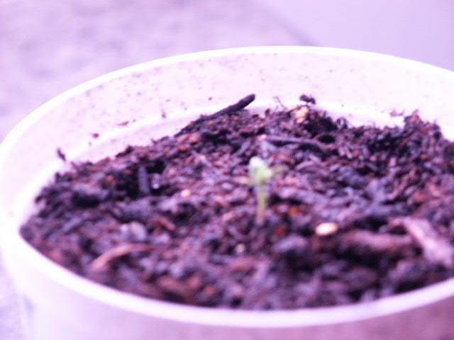 This is plant numero dos, it came up a couple days later than numero uno, however it was able to split it's water leaves sucessfully and is the better of the two currently, he has a strong little stem and you can see he is growing his second set of leaves, one of the leaves is just about to the size of the original water leaves however it is hard to see in the picture.