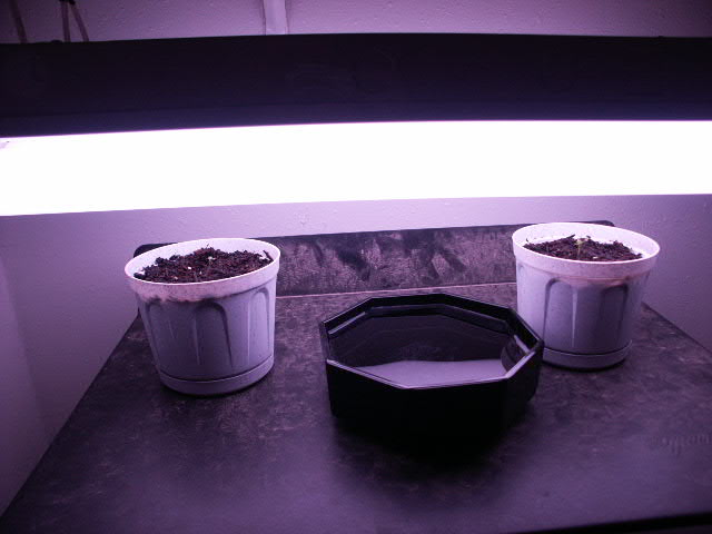 here's a shot of the overall setup, the plants are on an old music stand and the bowl of water is to help with humidity. The seedlings have been up for about 4-7 days now and just today have i had them under the four 2 foot 40 watt gro-lux lights.