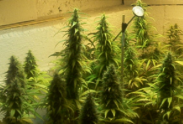 Six weeks into floweing