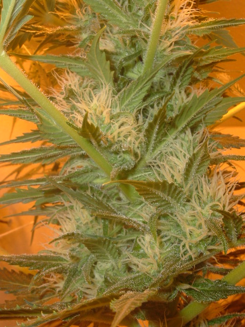 five weeks 12/12