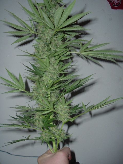 day 58 