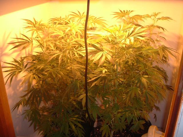 One week 12/12