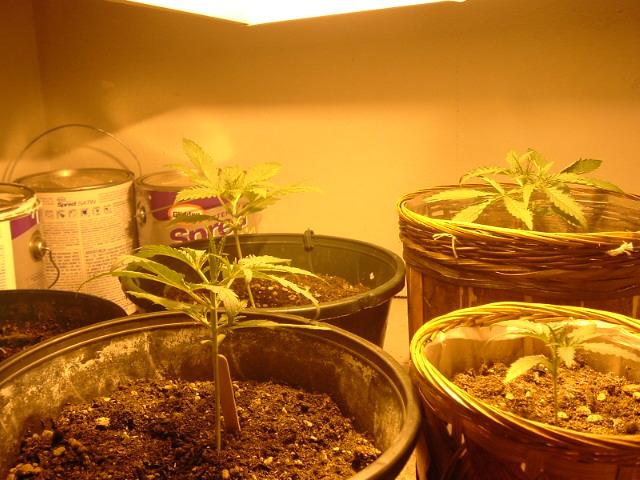 Two Weeks From Seed