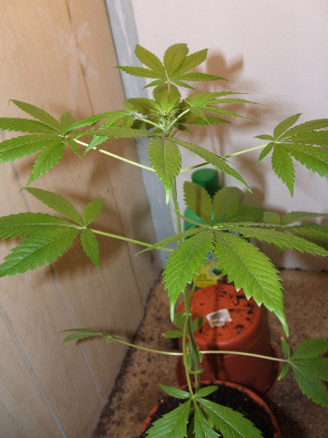 first signs of flowering