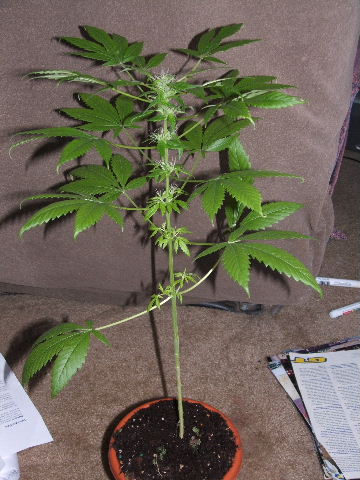 a week or so later, getting really nice looking now