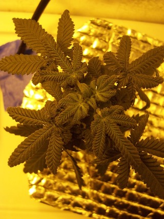 pic from top 33days flower.