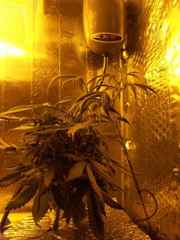 64 days flower.  had to do a little LST.