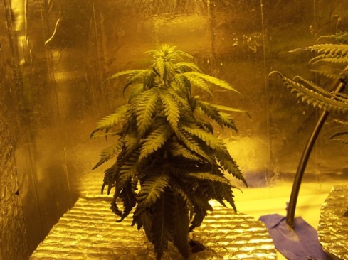 64 days flower