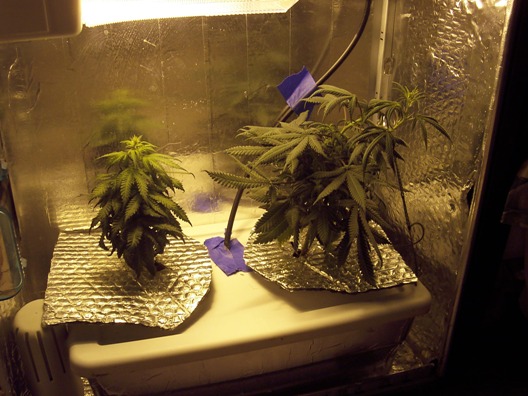both plants at 64 days.